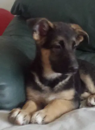 German Shepherd Dog Puppy With White Toes